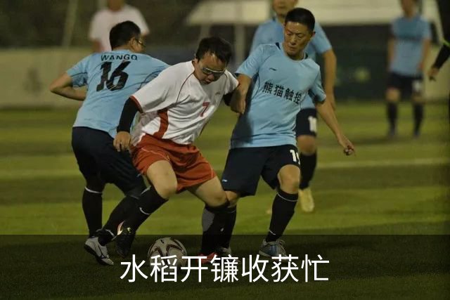 水稻开镰收获忙